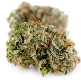 Buy girl scout cookies online Ramapo, Marijuana dispensary Amherst, Buy THC weed Smithtown, Buy CBD weed Albany, Legit weed delivery dispensary Greece.